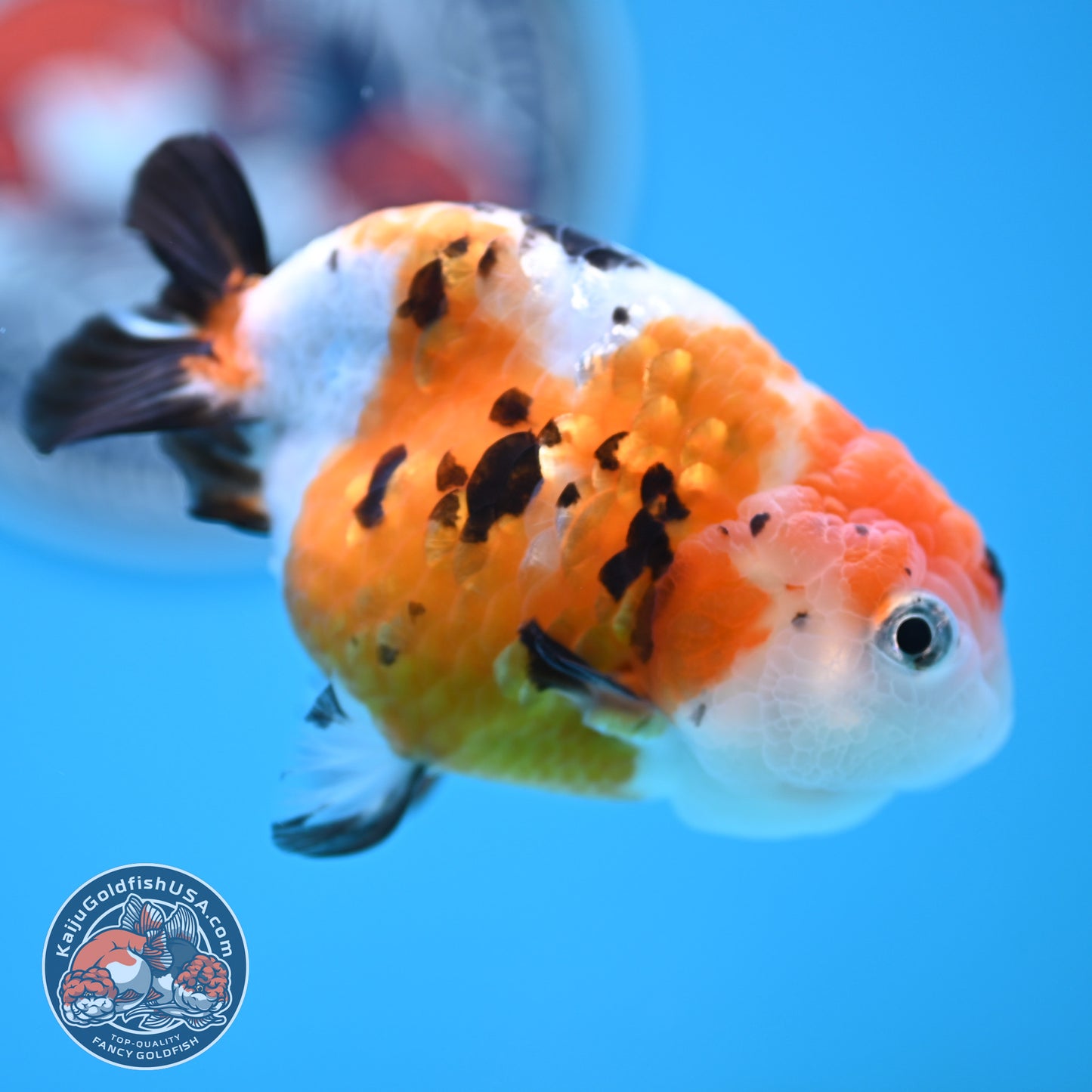 Cow Ranchu 4 inches Body - Female (250418_RC03)