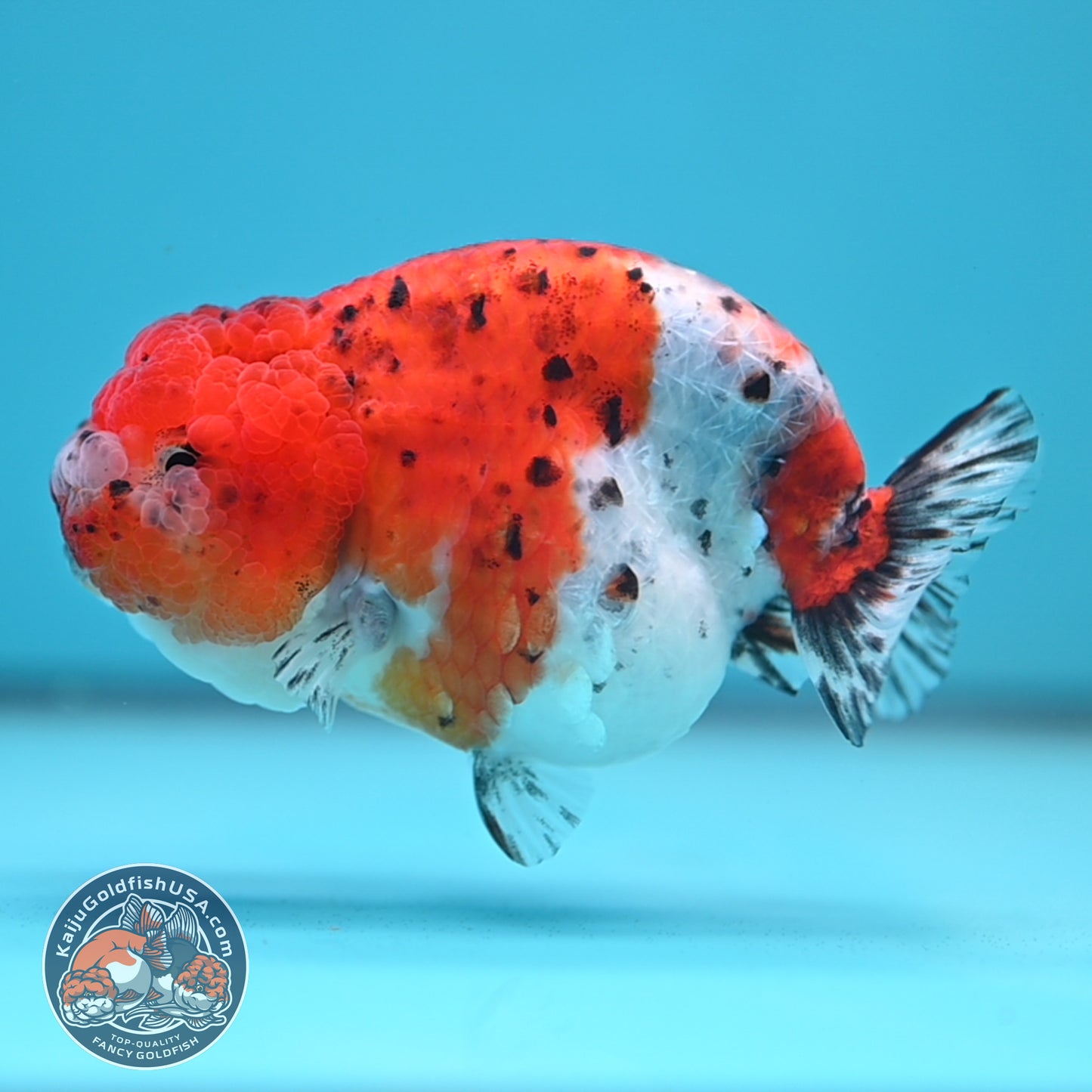 Tricolor Sakura Ranchu 4 inch Body (250613_RC03)