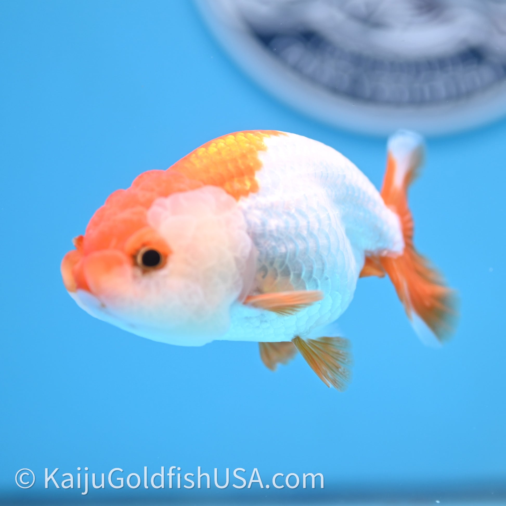 Baby Red White Lionchu 3.2in body (240726_RC03) - Kaiju Goldfish USA