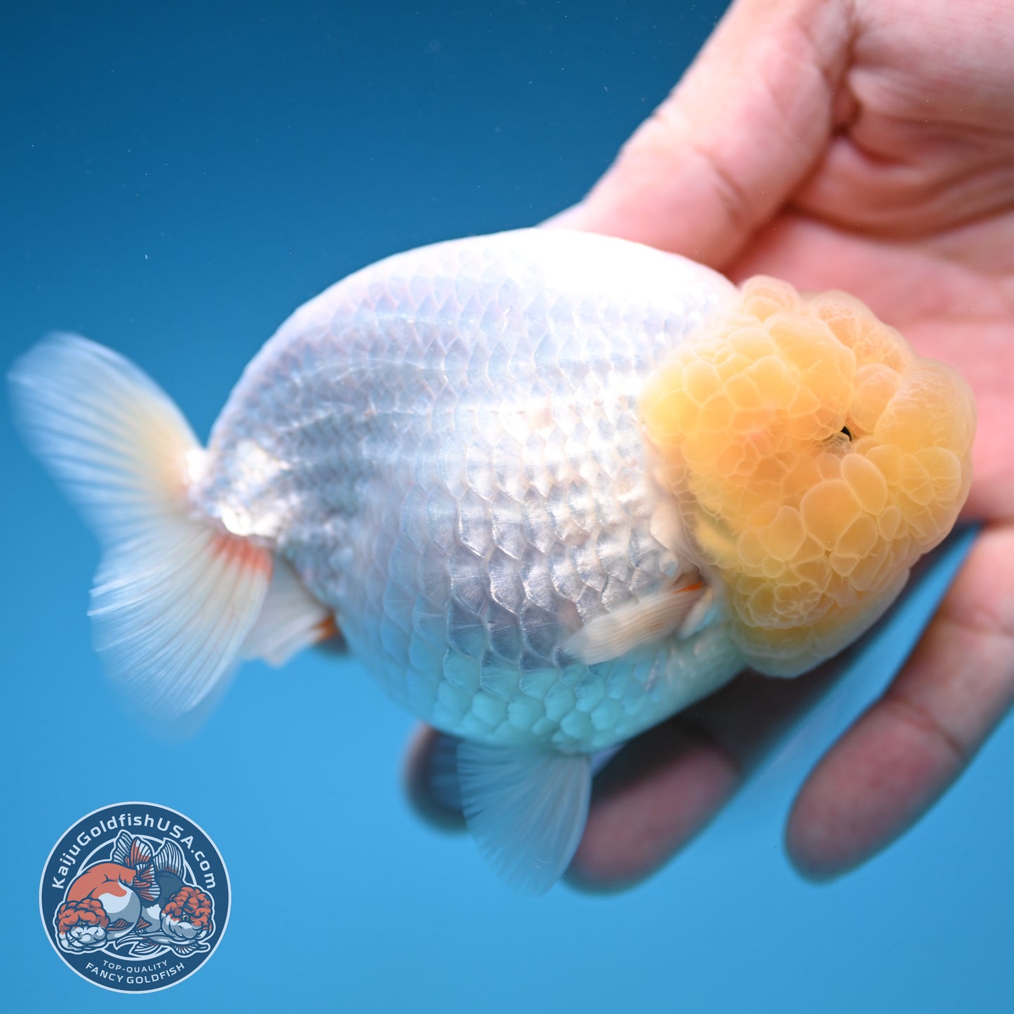 Snow White Ranchu 4 inch Body (250912_RC03)