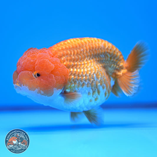 Red White Lionchu 4-4.5 inches (240906_RC03) - Kaiju Goldfish USA