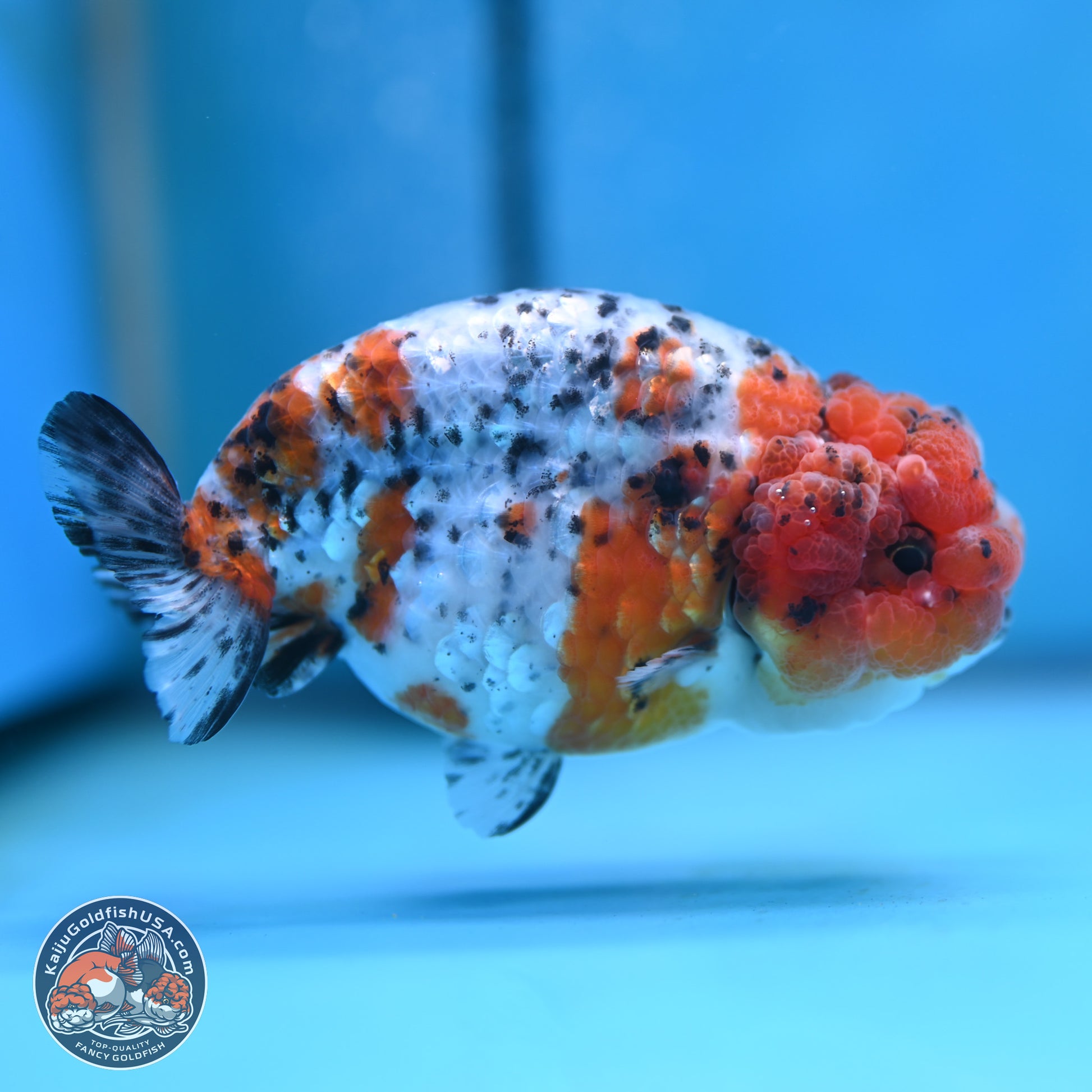 Tricolor Sakura Ranchu 3.75 inches Body - Female (250117_RC03) - Kaiju Goldfish USA