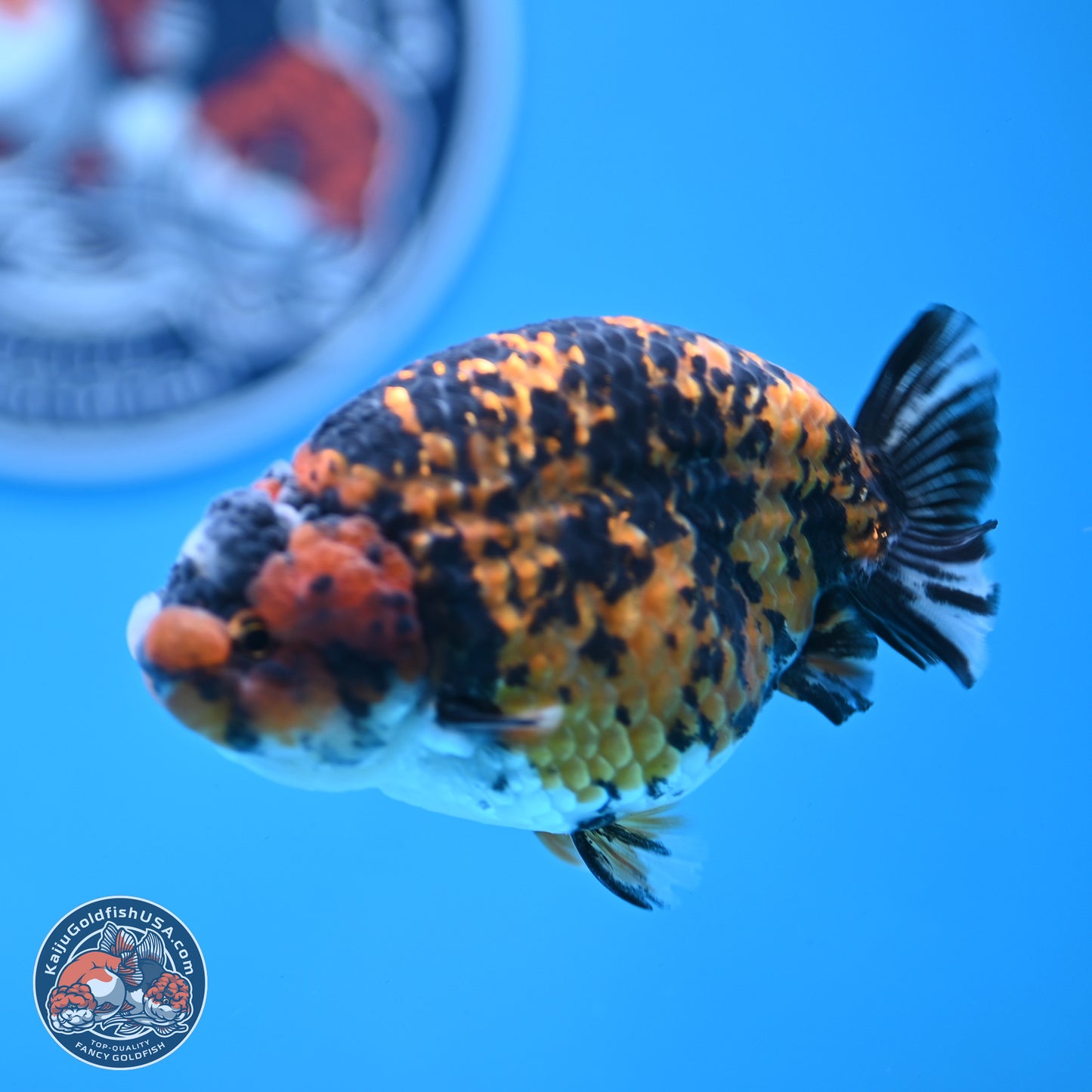 Tiger Ranchu 3.75 inches Body - Female (250103_RC03) - Kaiju Goldfish USA