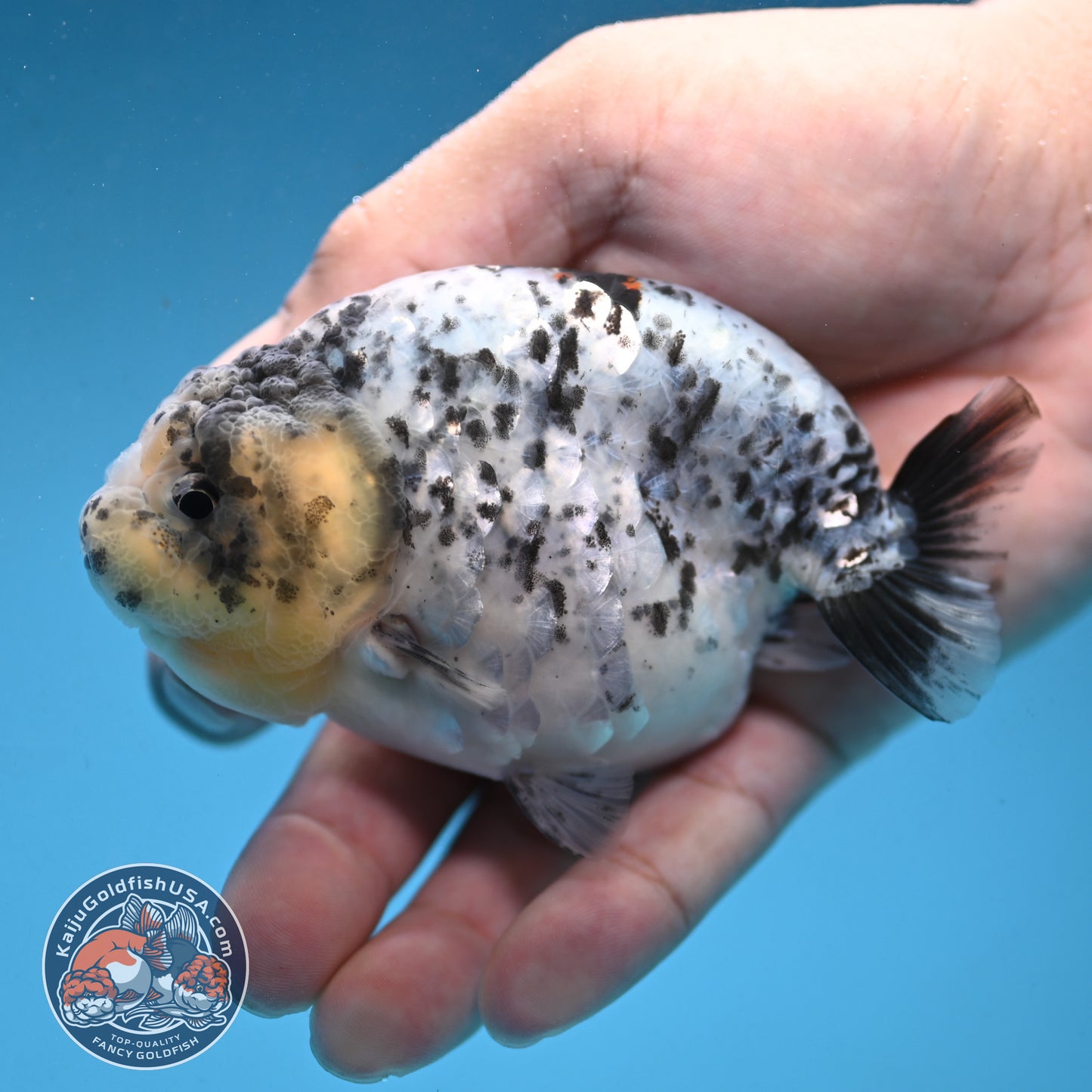 White Tiger Ranchu 3.75 inch Body (250926_RC03)