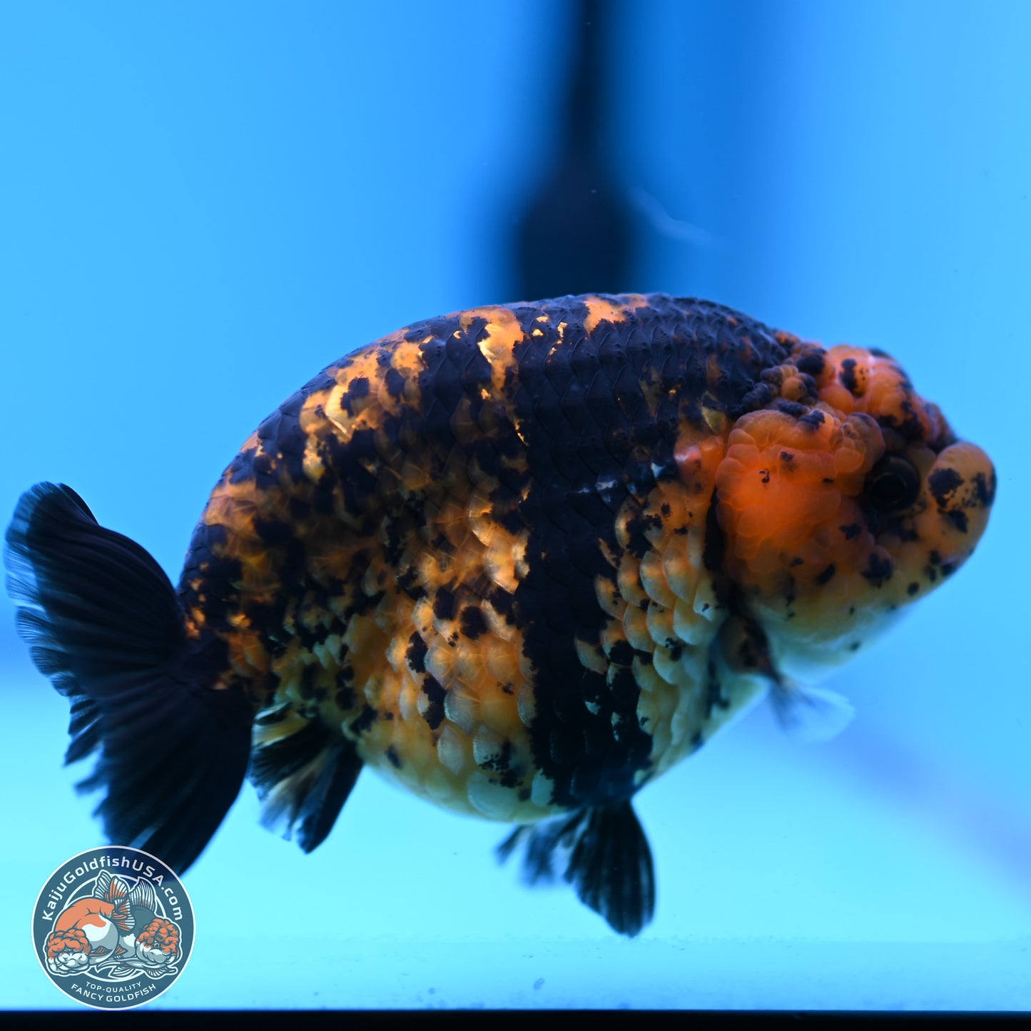 Yellow Tiger Ranchu 4.5 inches (241101_RC03) - Kaiju Goldfish USA