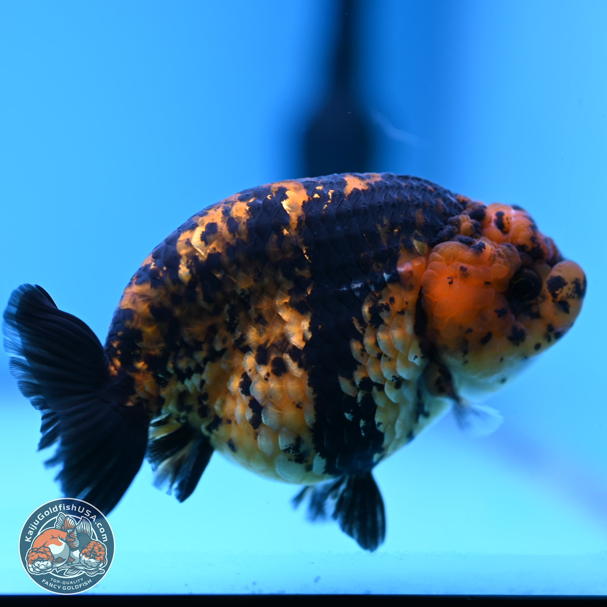 Yellow Tiger Ranchu 4.5 inches (241101_RC03) - Kaiju Goldfish USA