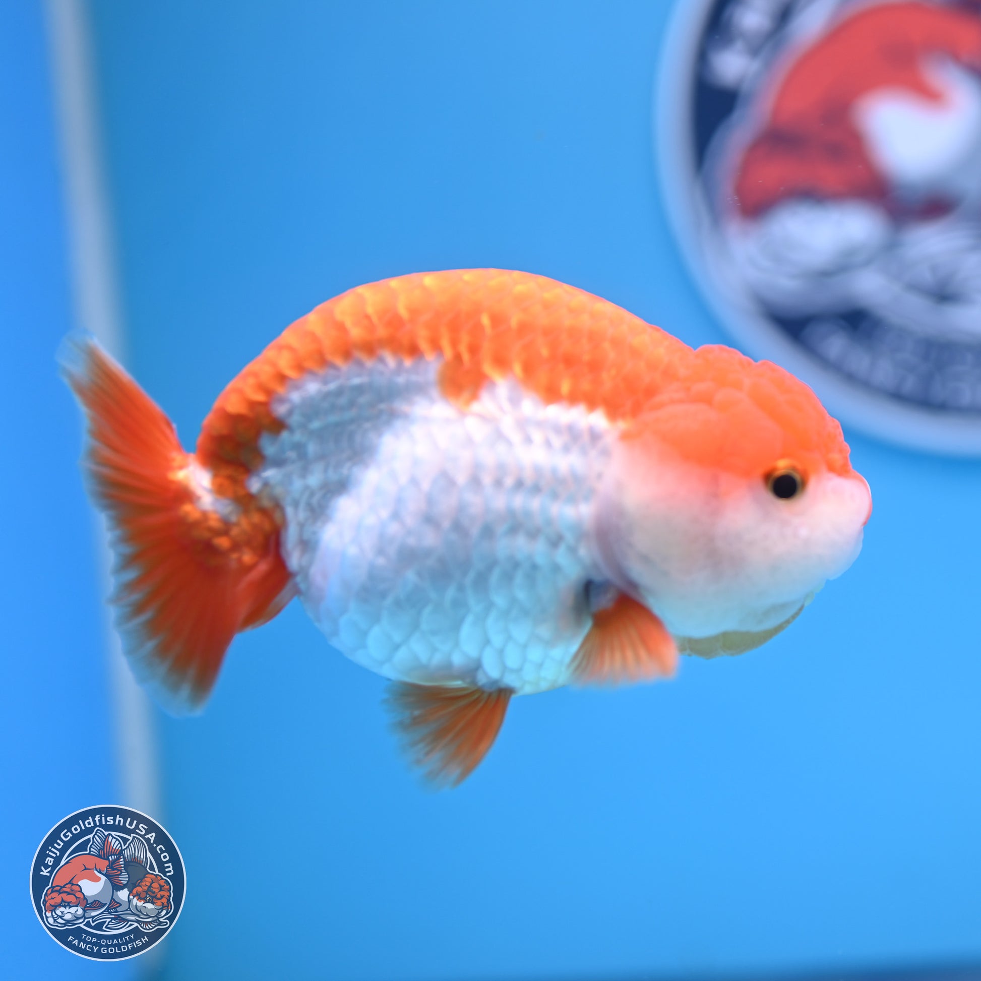 Shogun Red White Ranchu 4.5in Body (240802_RC03) - Kaiju Goldfish USA