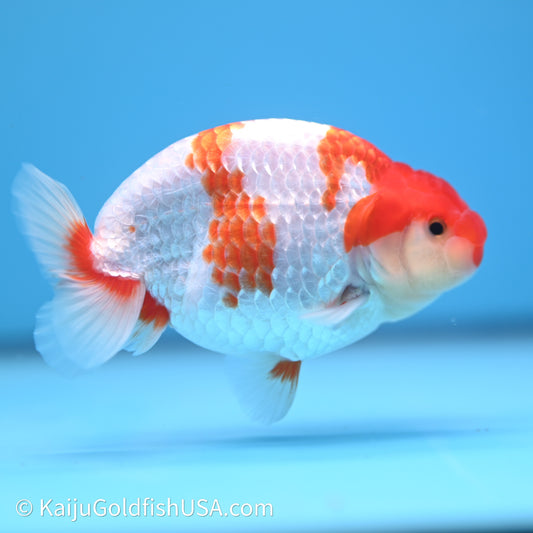 Red White Buffalo Ranchu 4in Body (240621_RC03) - Kaiju Goldfish USA