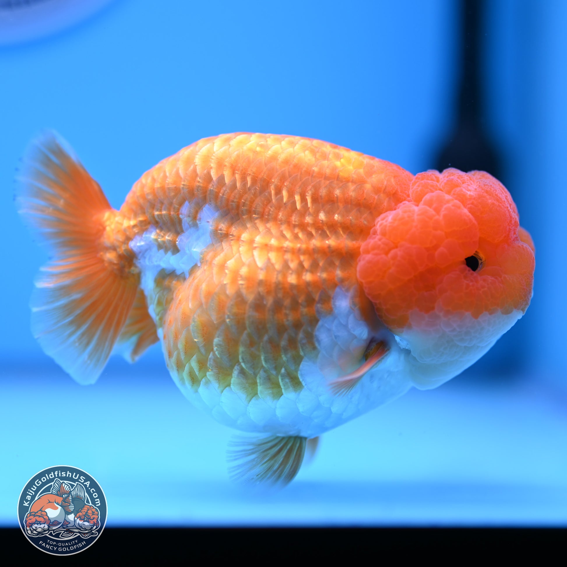 Red White Lionchu 4in Body (240823_RC03) - Kaiju Goldfish USA