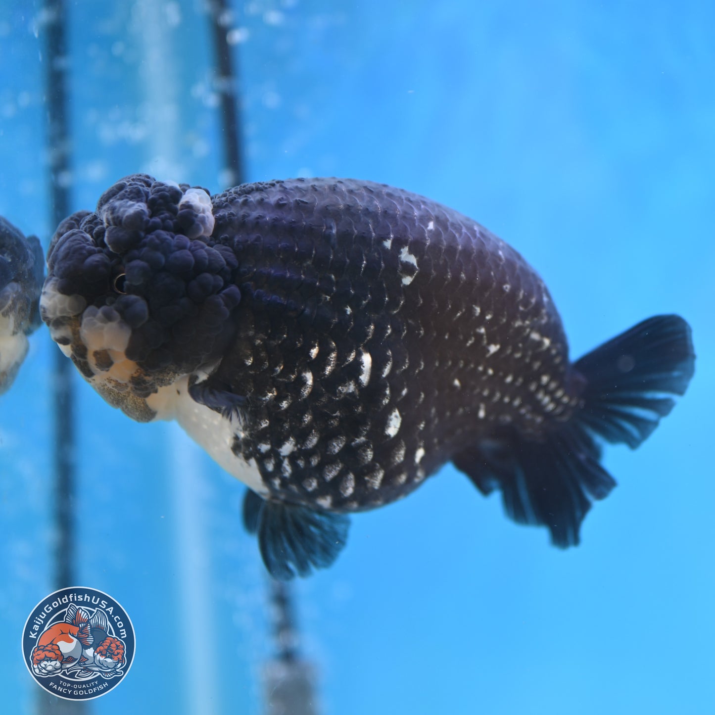 Black Platinum Ranchu 4.75 inches Body - Female (250131_RC03)