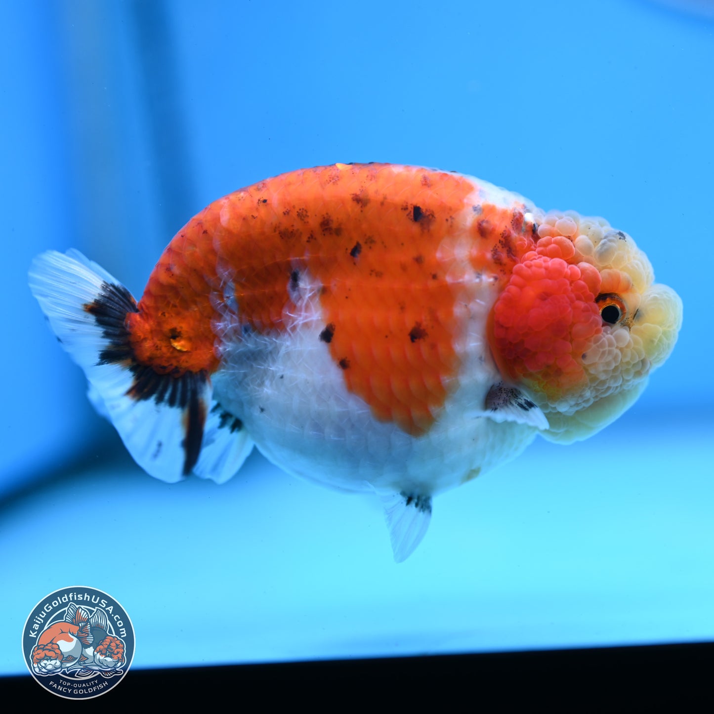 Tricolor Sakura Ranchu 4 inches Body - Female (250228_RC03)