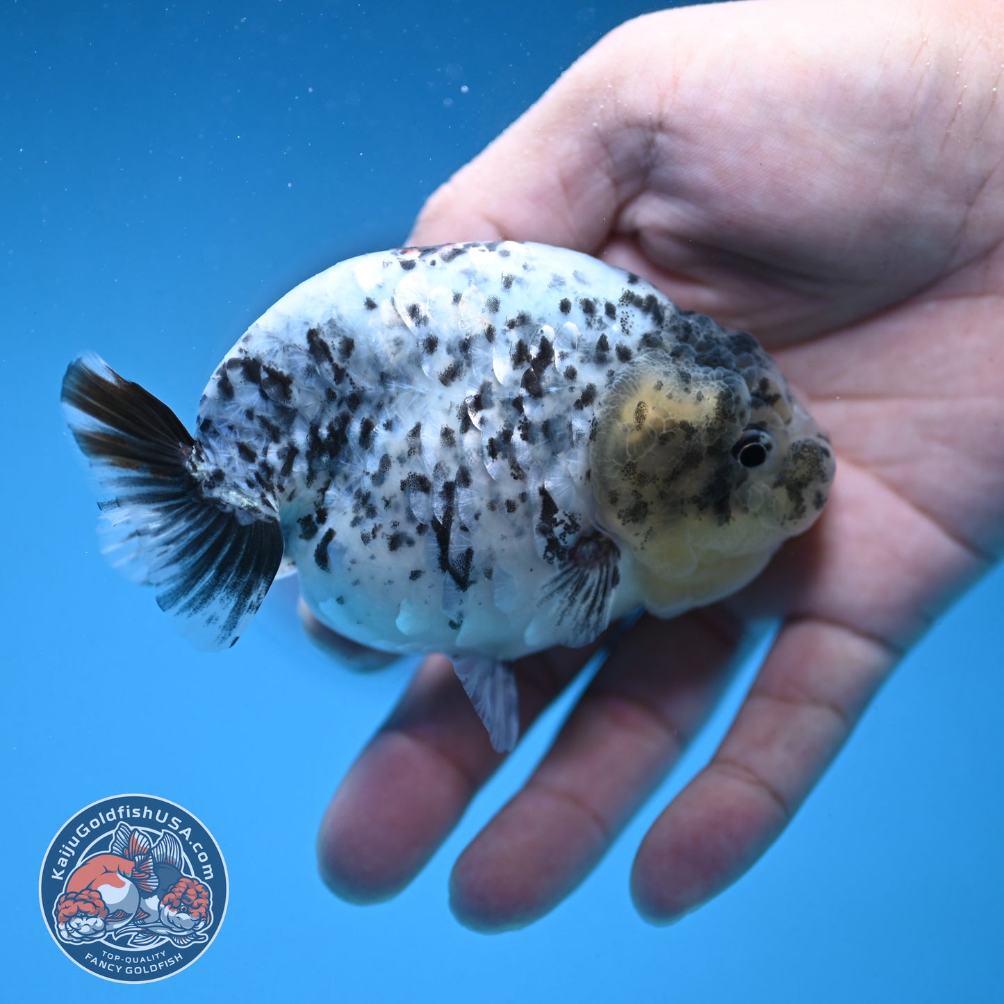White Tiger Ranchu 3.75 inch Body (250926_RC03)