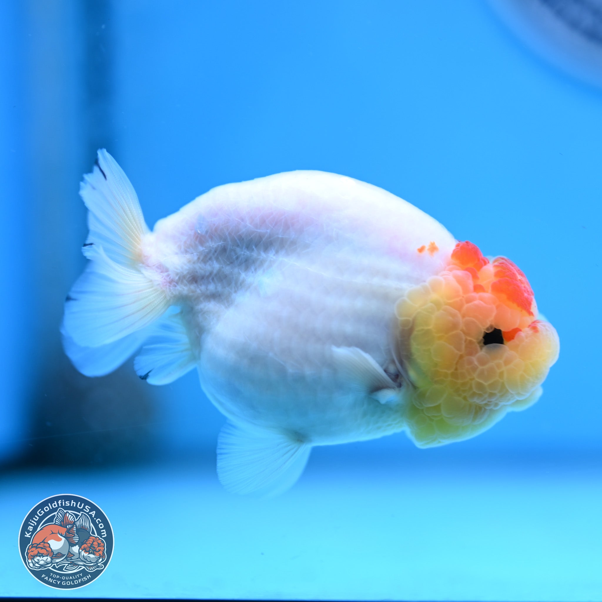 Sakura Ranchu Goldfish for Sale | Kaiju Goldfish USA