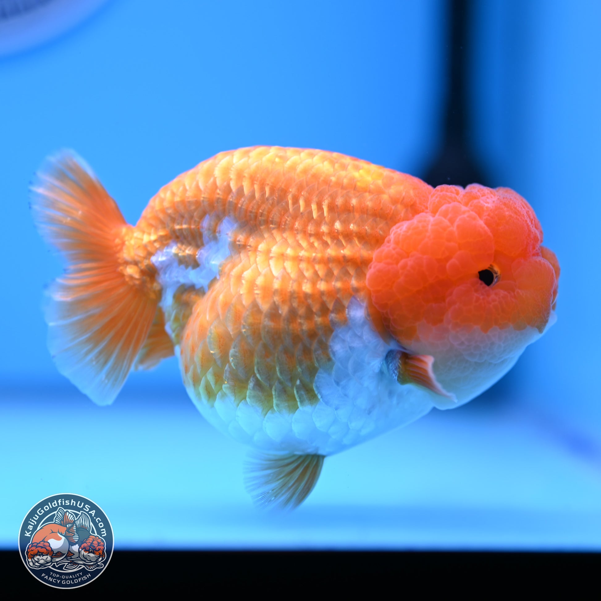 Red White Lionchu 4in Body (240823_RC03) - Kaiju Goldfish USA