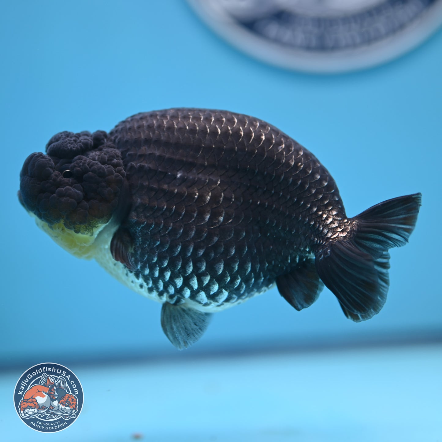 Platinum Ranchu 5 inches (241018_RC03)