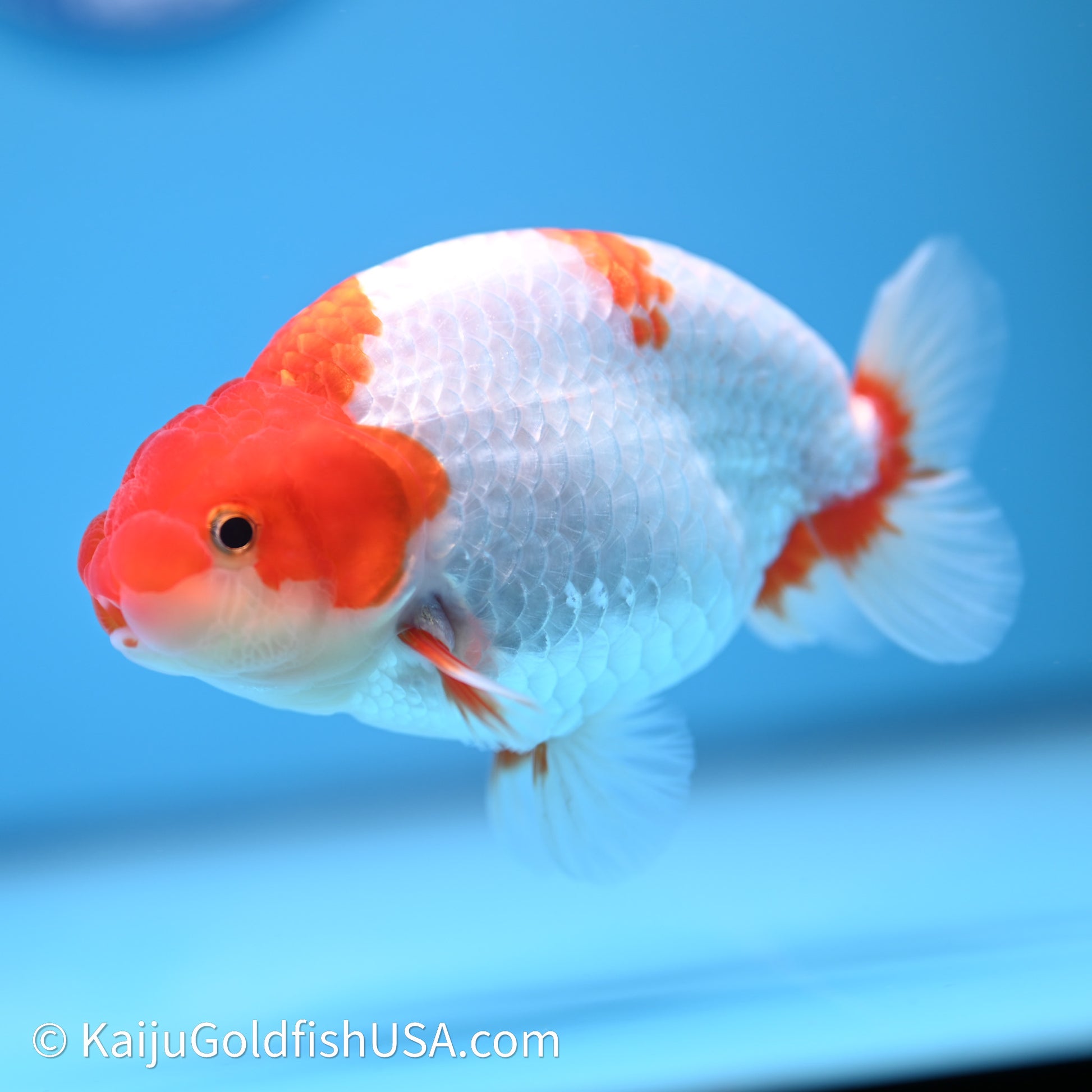 Red White Buffalo Ranchu 4in Body (240621_RC03) - Kaiju Goldfish USA