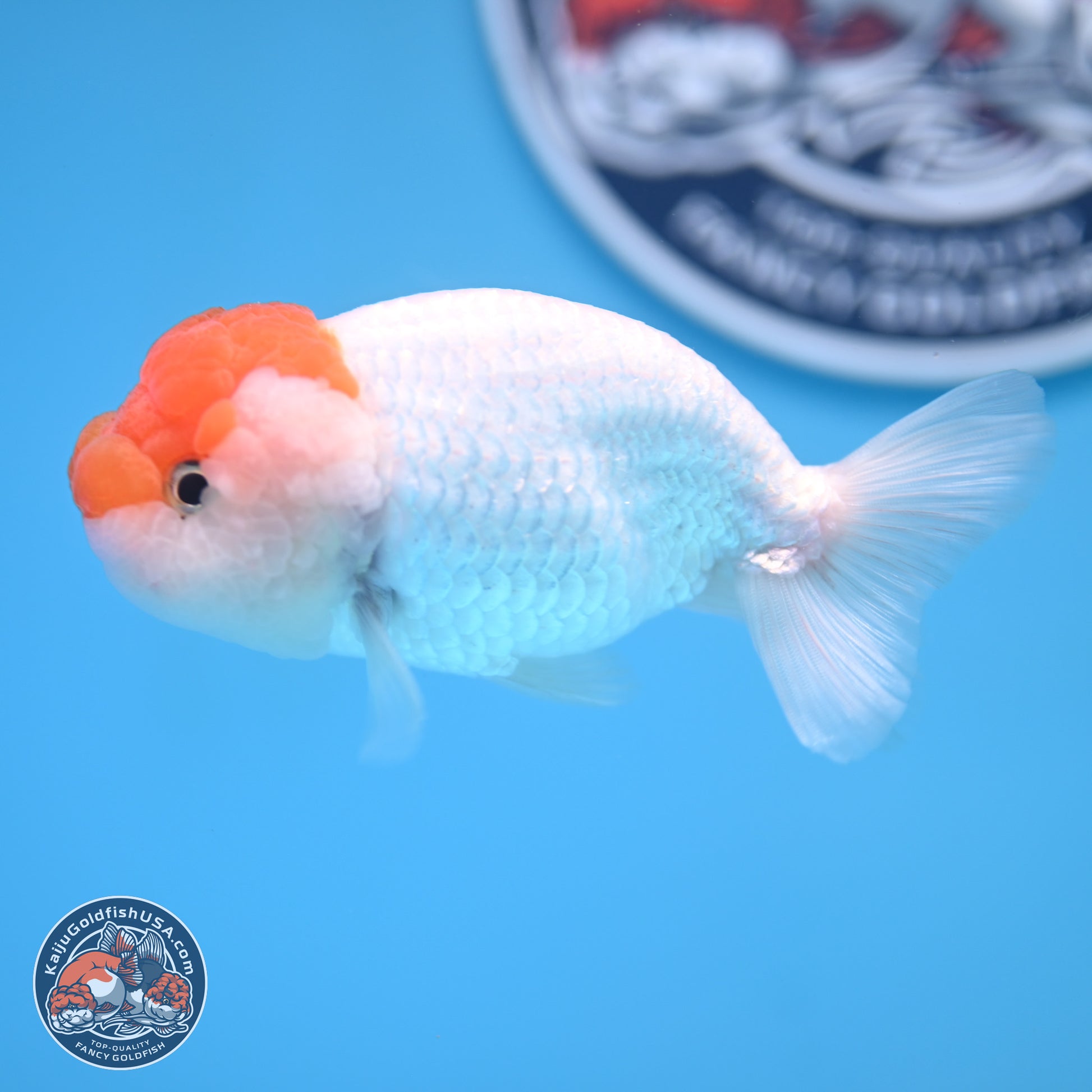 Red White Lionchu 3.75in body (240809_RC03) - Kaiju Goldfish USA