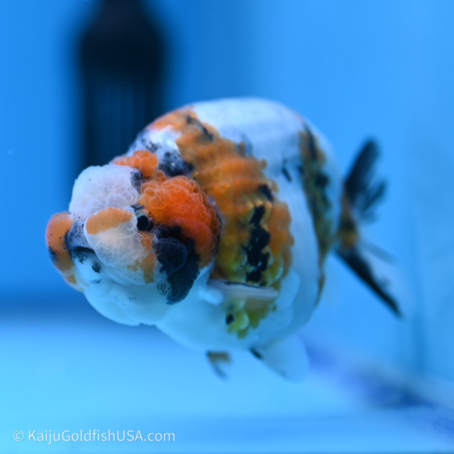 Calico Ranchu 3.5 in Body (240719_RC03) - Kaiju Goldfish USA