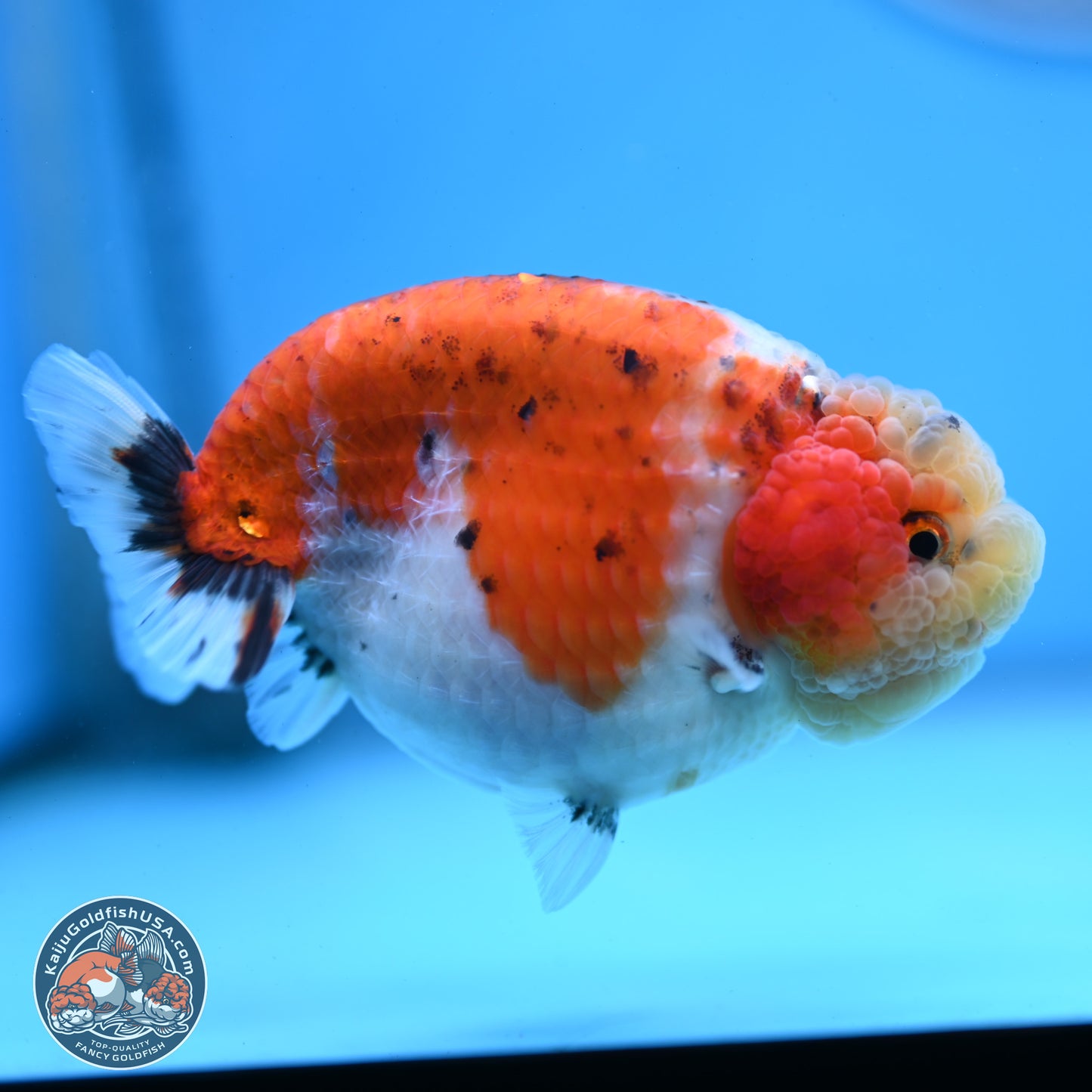 Tricolor Sakura Ranchu 4 inches Body - Female (250228_RC03)