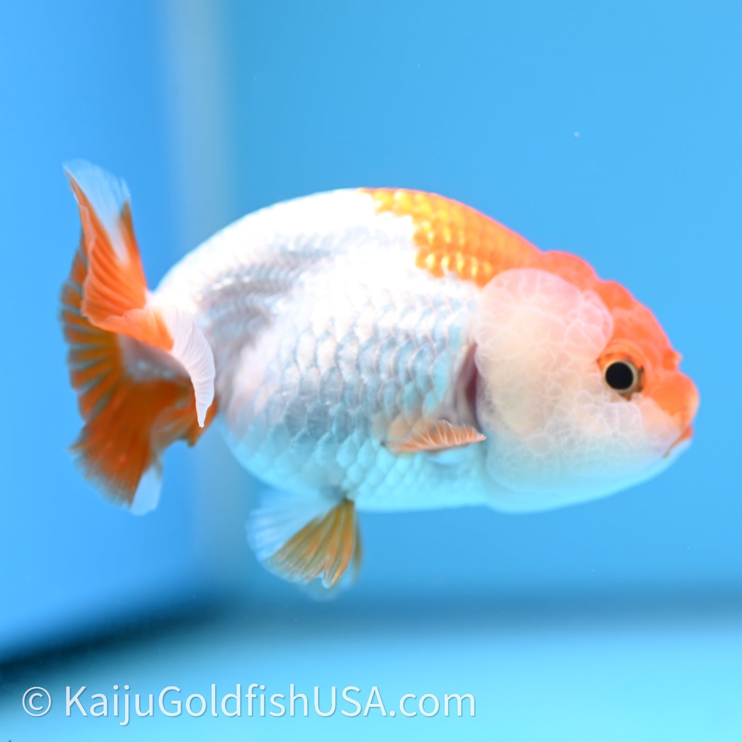 Baby Red White Lionchu 3.2in body (240726_RC03) - Kaiju Goldfish USA