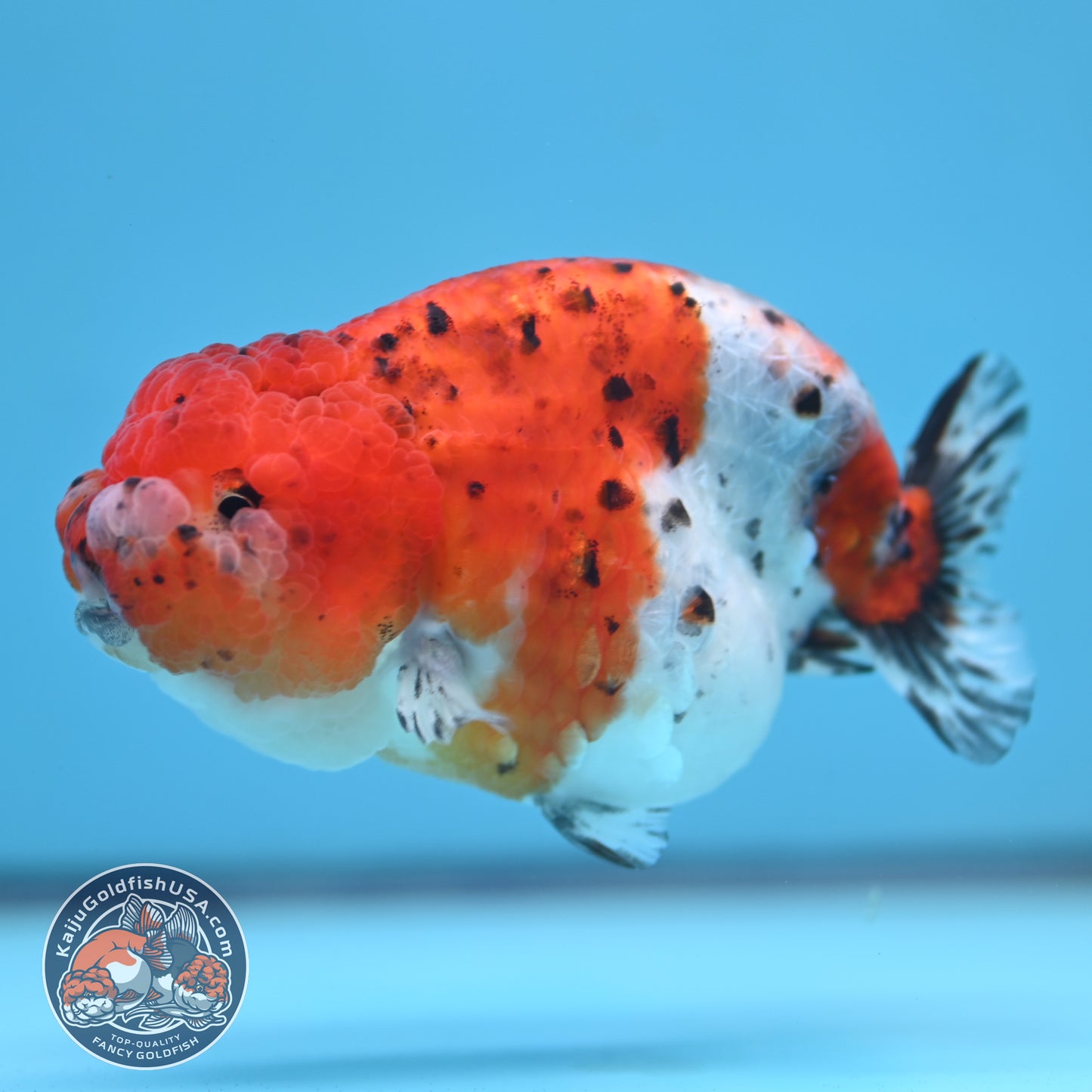 Tricolor Sakura Ranchu 4 inch Body (250613_RC03)