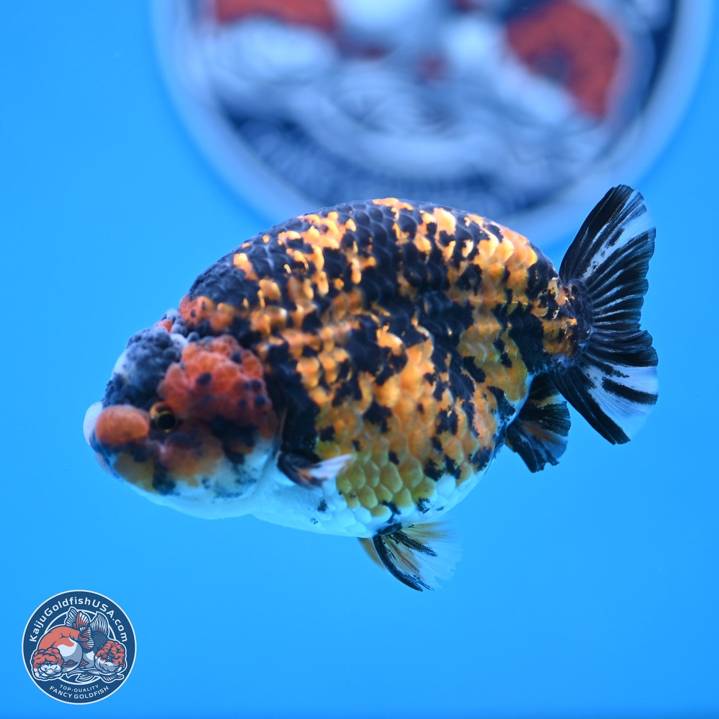 Tiger Ranchu 3.75 inches Body - Female (250103_RC03) - Kaiju Goldfish USA