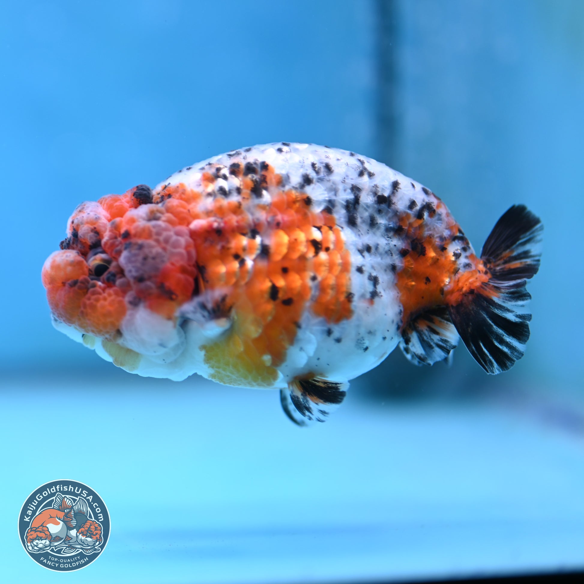 Tricolor Sakura Ranchu 3.75 inches Body - Female (250117_RC03) - Kaiju Goldfish USA