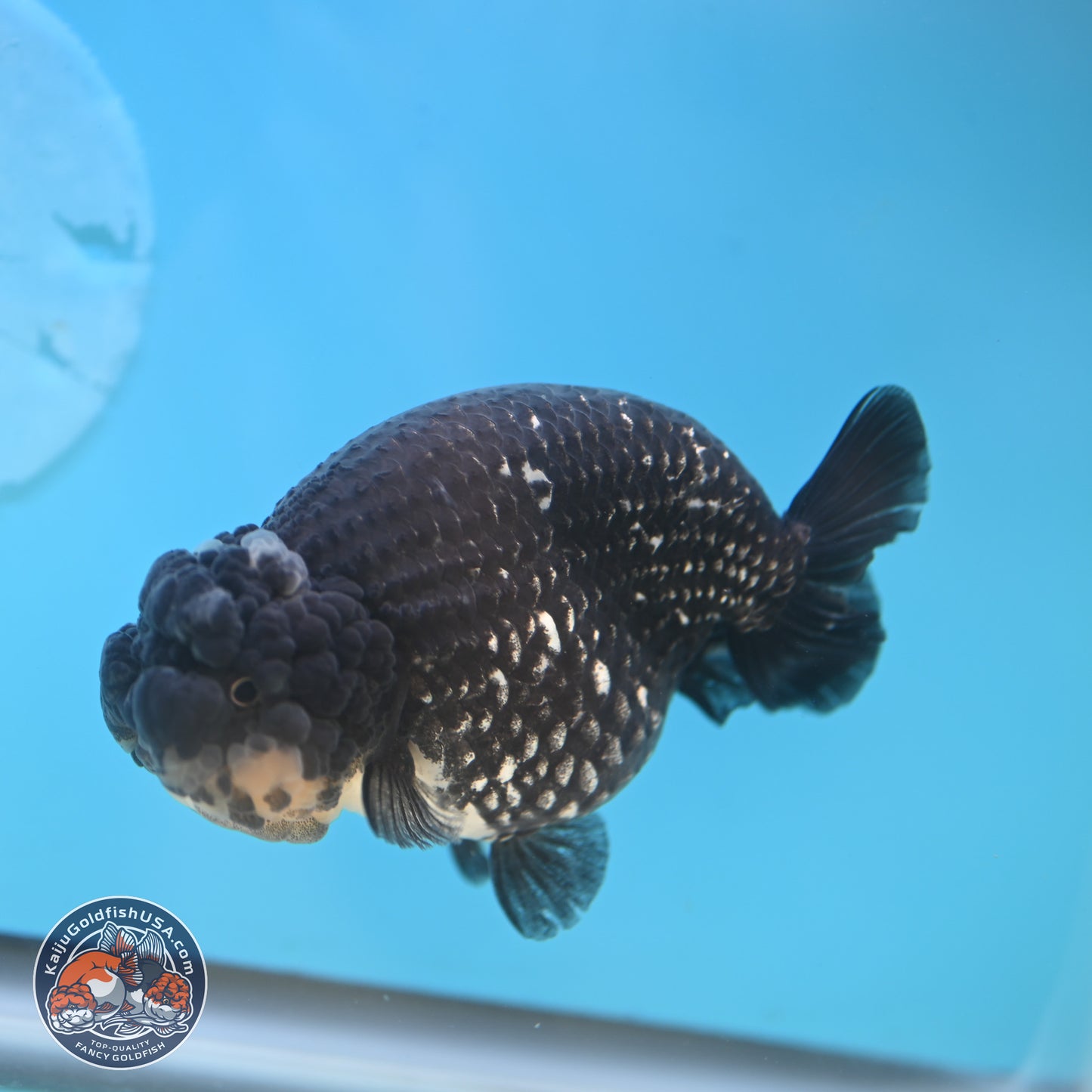 Black Platinum Ranchu 4.75 inches Body - Female (250131_RC03)