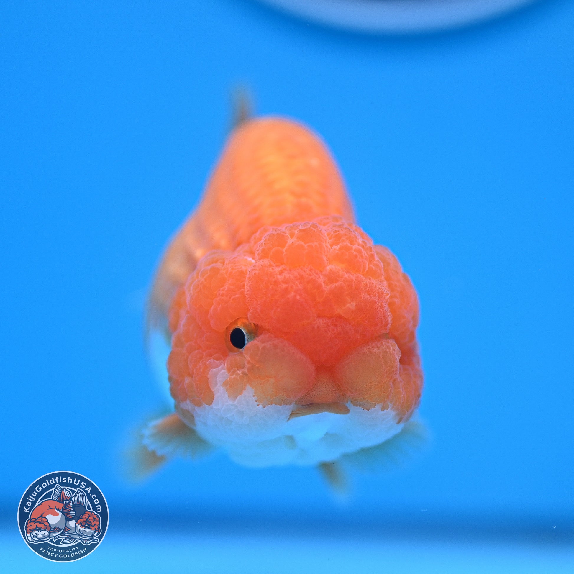 Red White Lionchu 4-4.5 inches (240906_RC03) - Kaiju Goldfish USA