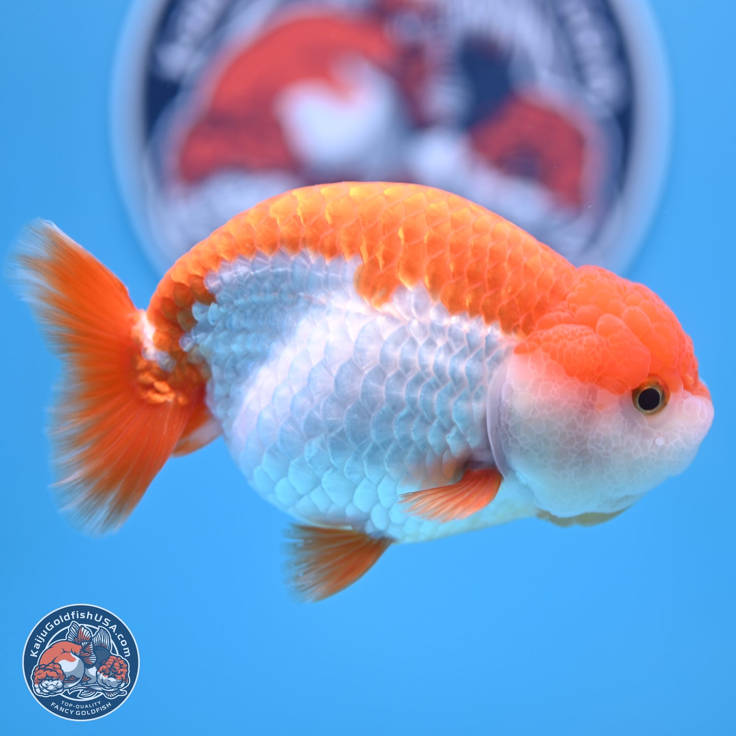 Shogun Red White Ranchu 4.5in Body (240802_RC03) - Kaiju Goldfish USA