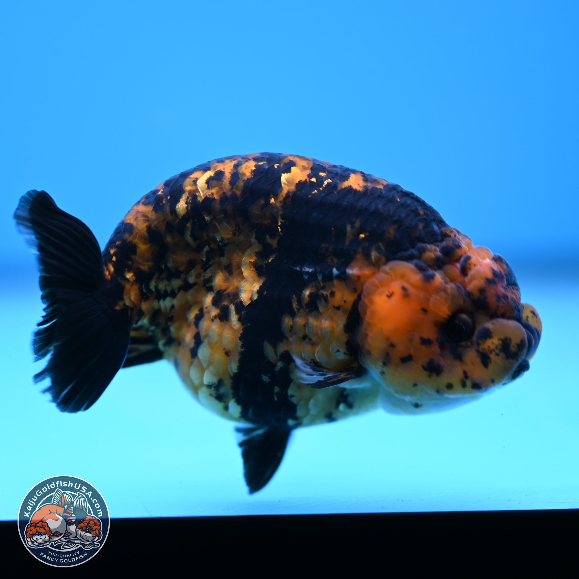 Yellow Tiger Ranchu 4.5 inches (241101_RC03) - Kaiju Goldfish USA