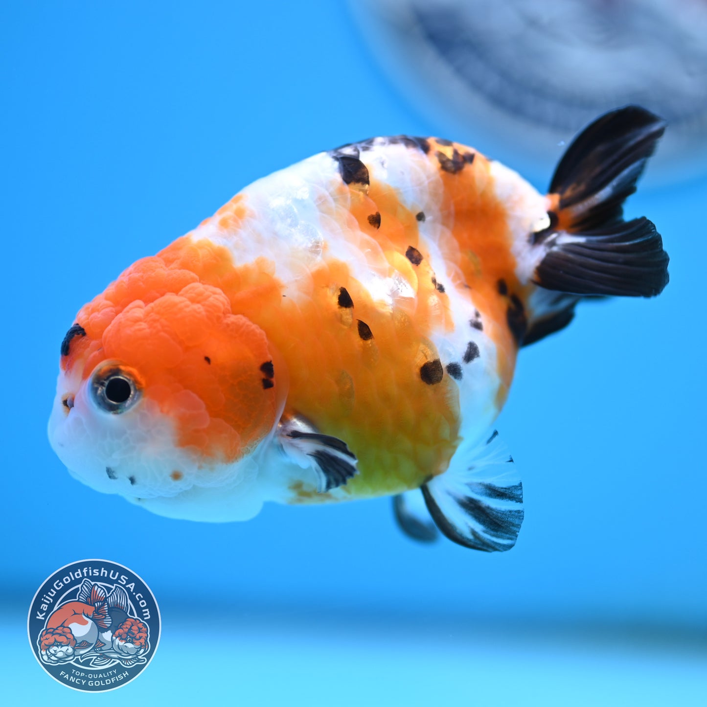 Cow Ranchu 4 inches Body - Female (250418_RC03)