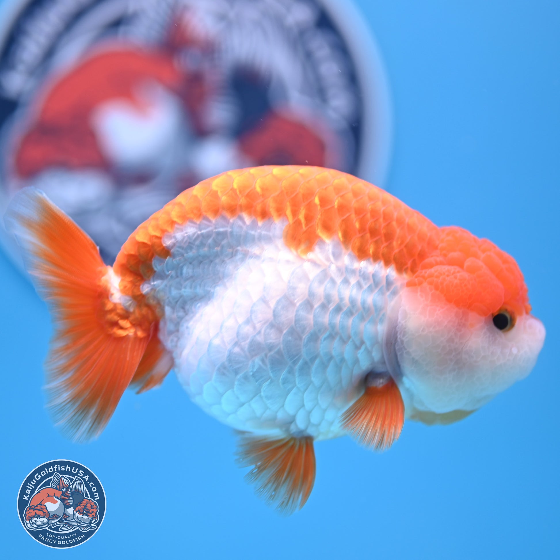 Shogun Red White Ranchu 4.5in Body (240802_RC03) - Kaiju Goldfish USA