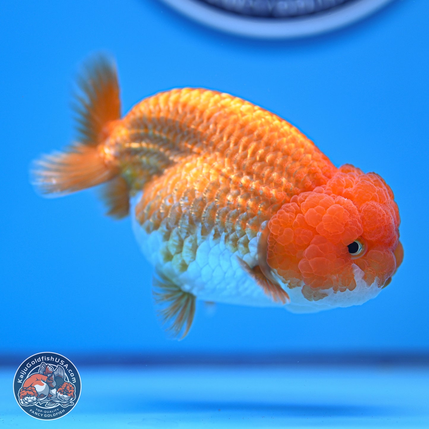 Red White Lionchu 4-4.5 inches (240906_RC03) - Kaiju Goldfish USA