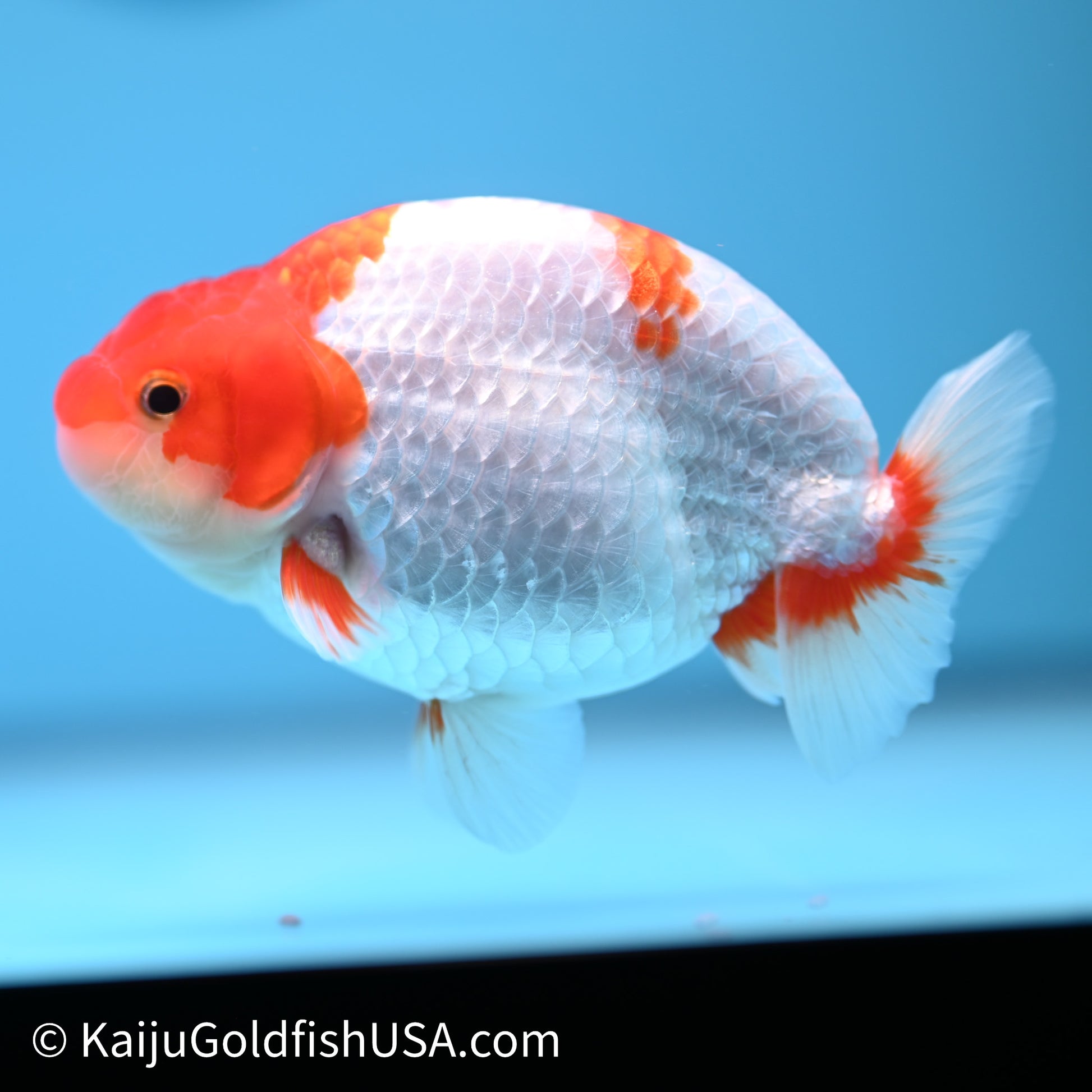 Red White Buffalo Ranchu 4in Body (240621_RC03) - Kaiju Goldfish USA