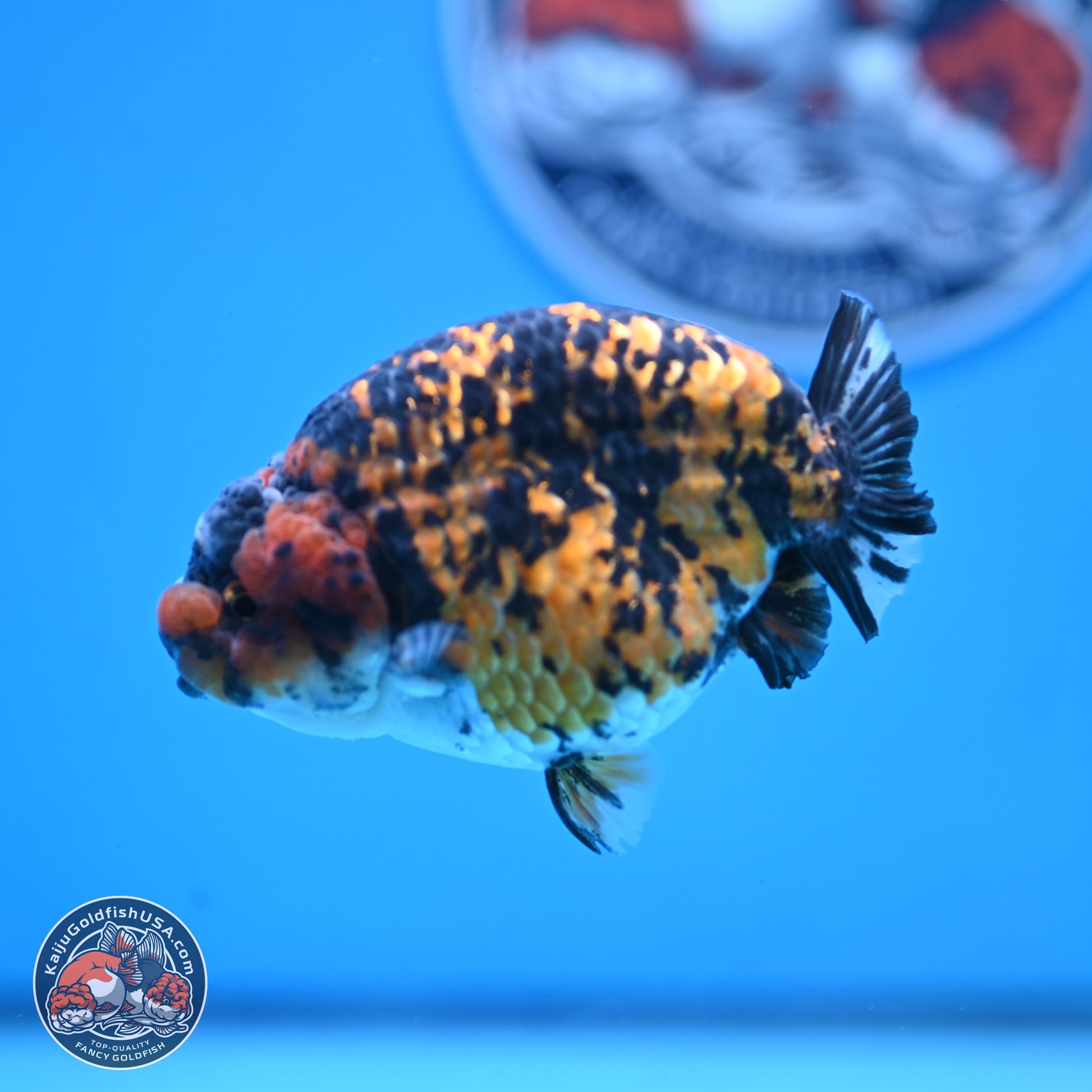 Tiger Ranchu 3.75 inches Body - Female (250103_RC03) - Kaiju Goldfish USA