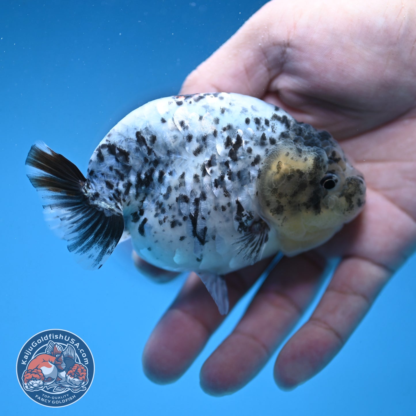 White Tiger Ranchu 3.75 inch Body (250926_RC03)