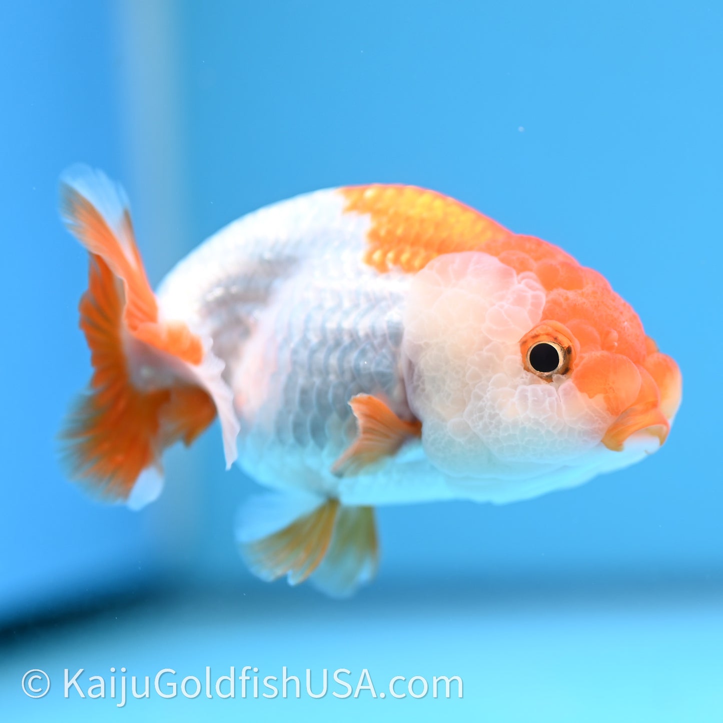 Baby Red White Lionchu 3.2in body (240726_RC03) - Kaiju Goldfish USA