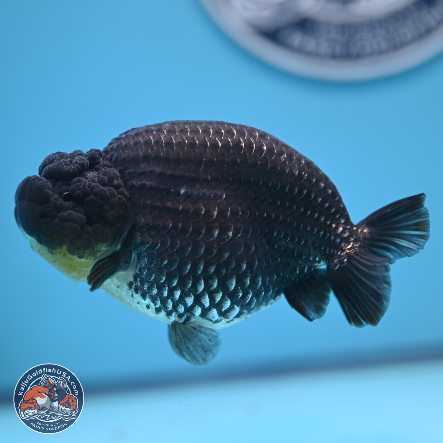 Platinum Ranchu 5 inches (241018_RC03)