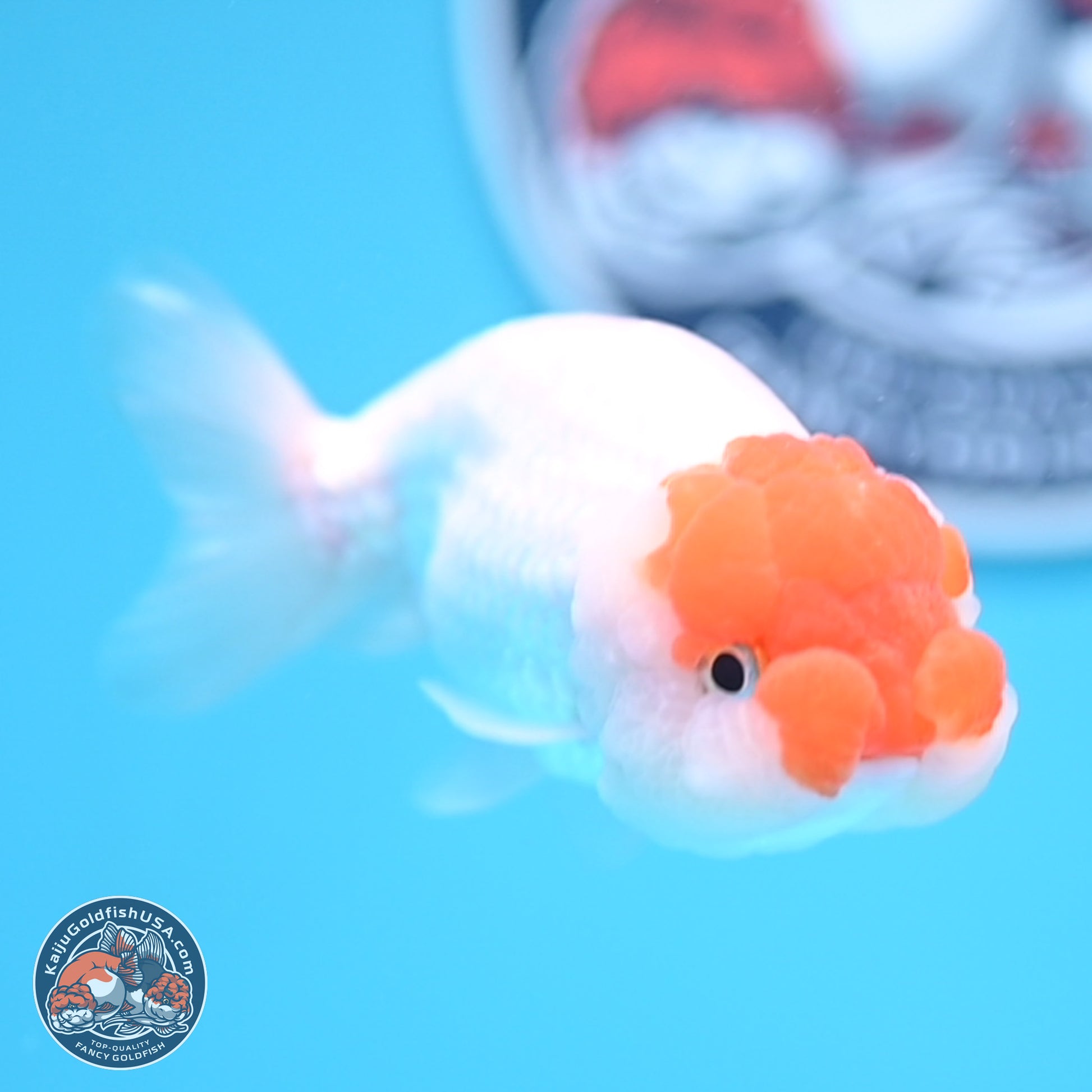 Red White Lionchu 3.75in body (240809_RC03) - Kaiju Goldfish USA