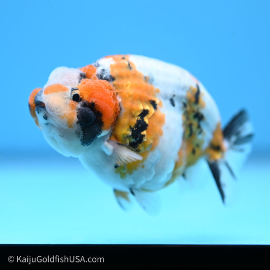 Calico Ranchu 3.5 in Body (240719_RC03) - Kaiju Goldfish USA