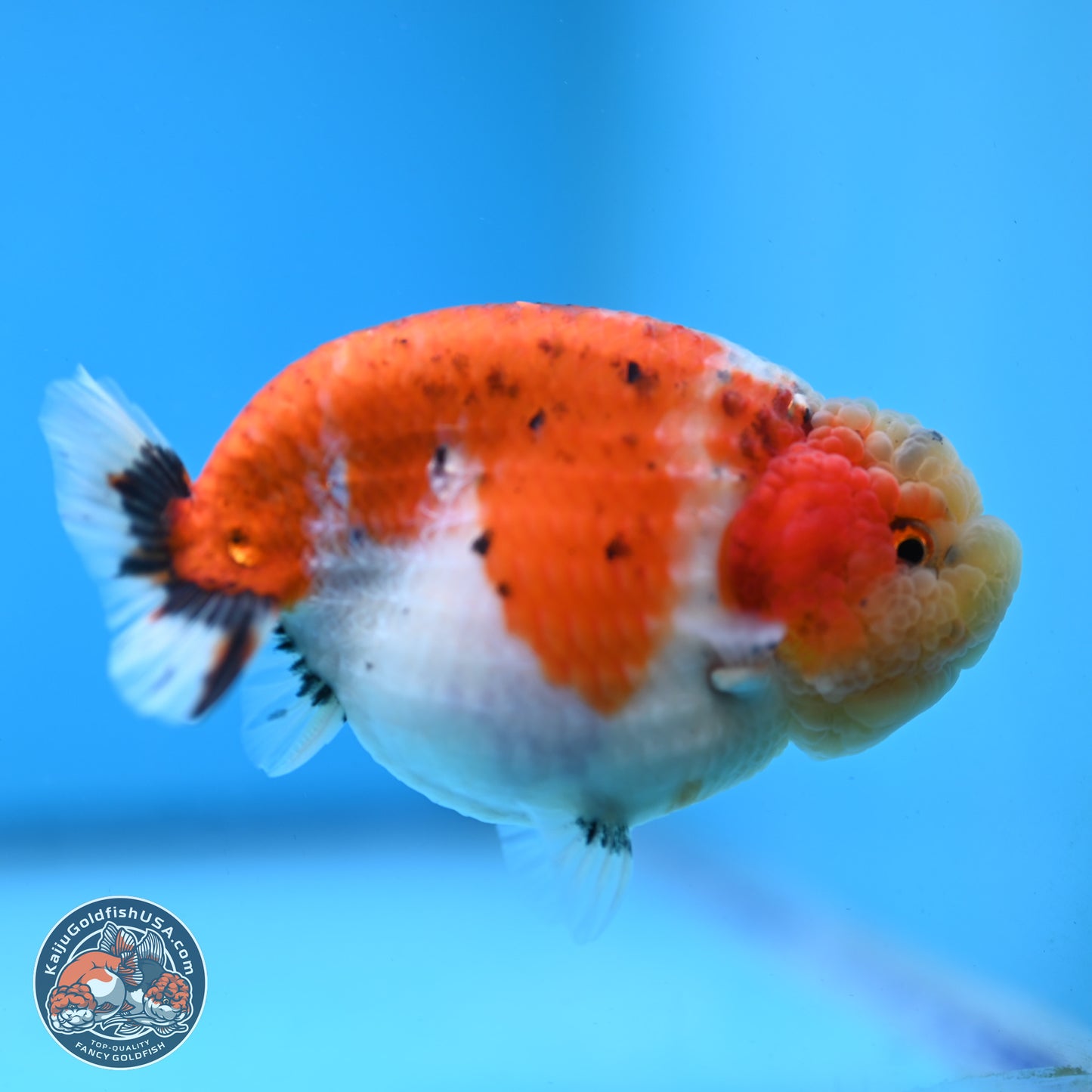 Tricolor Sakura Ranchu 4 inches Body - Female (250228_RC03)