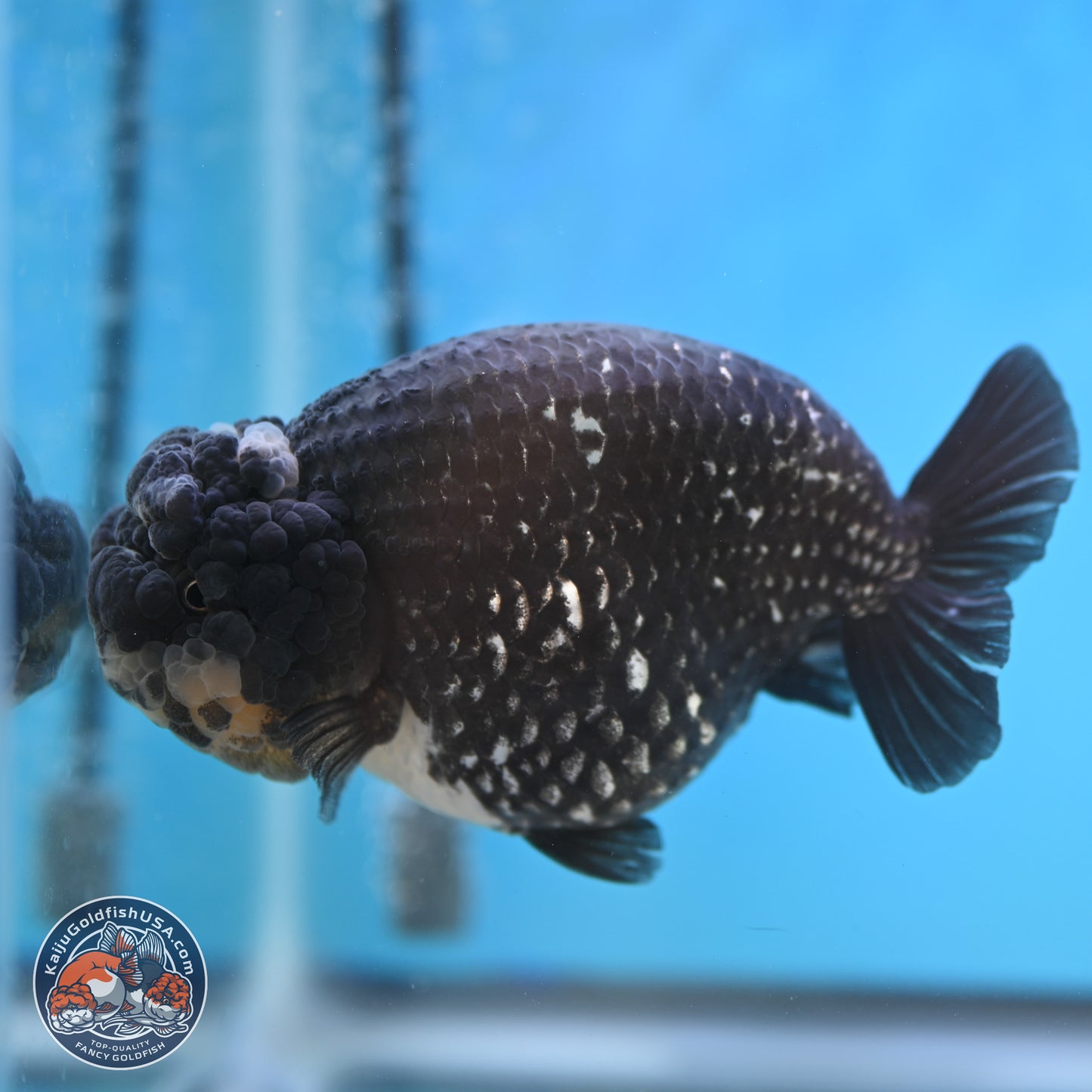 Black Platinum Ranchu 4.75 inches Body - Female (250131_RC03)