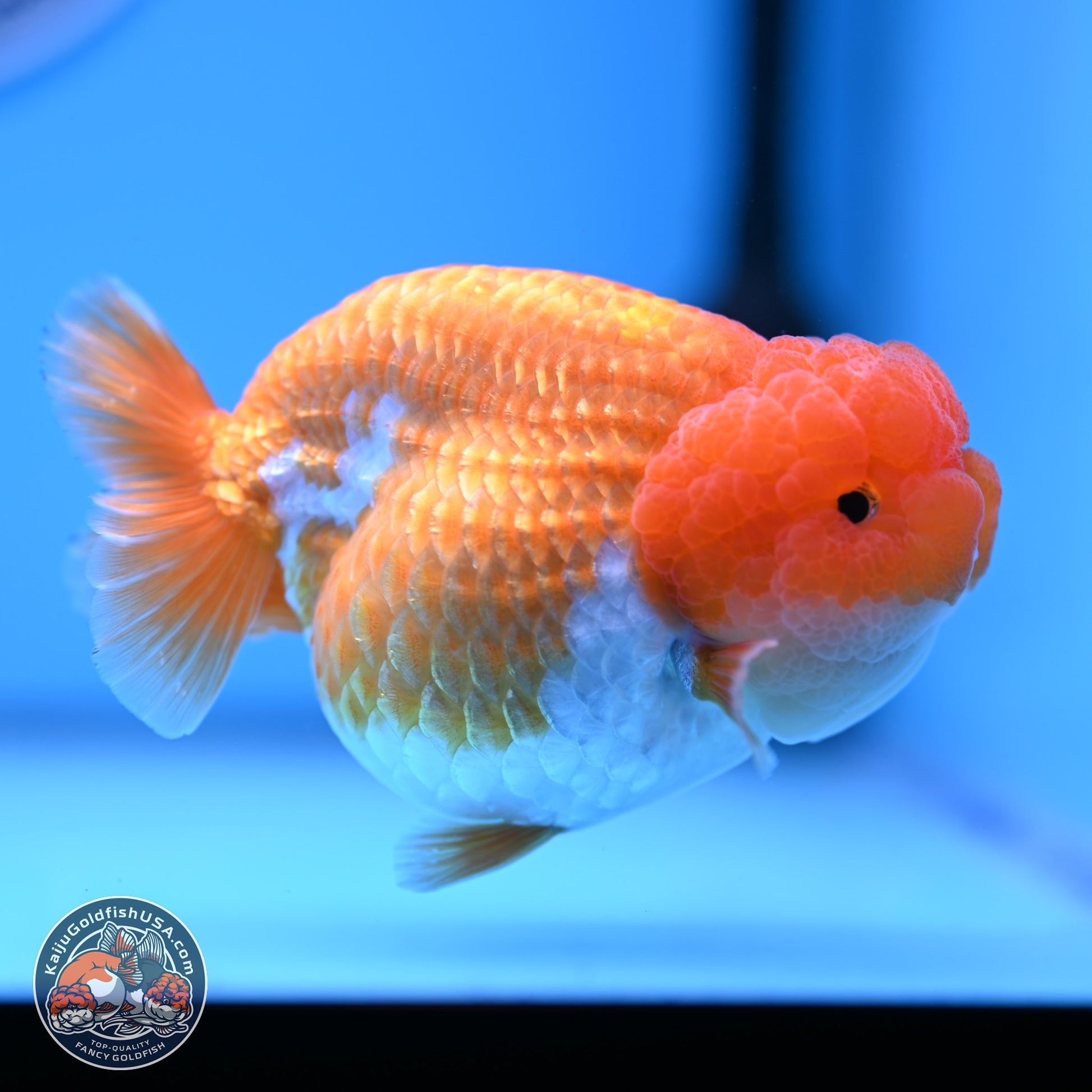 Red White Lionchu 4in Body (240823_RC03) - Kaiju Goldfish USA