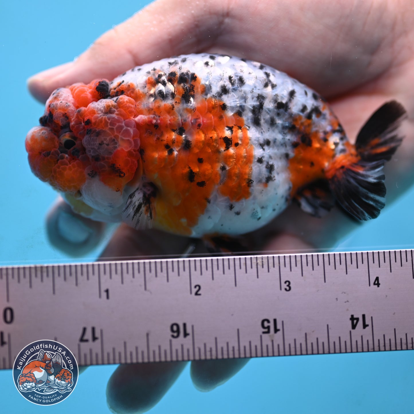 Tricolor Sakura Ranchu 3.75 inches Body - Female (250117_RC03) - Kaiju Goldfish USA