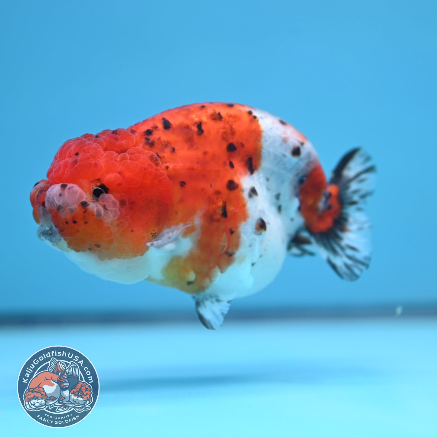 Tricolor Sakura Ranchu 4 inch Body (250613_RC03)