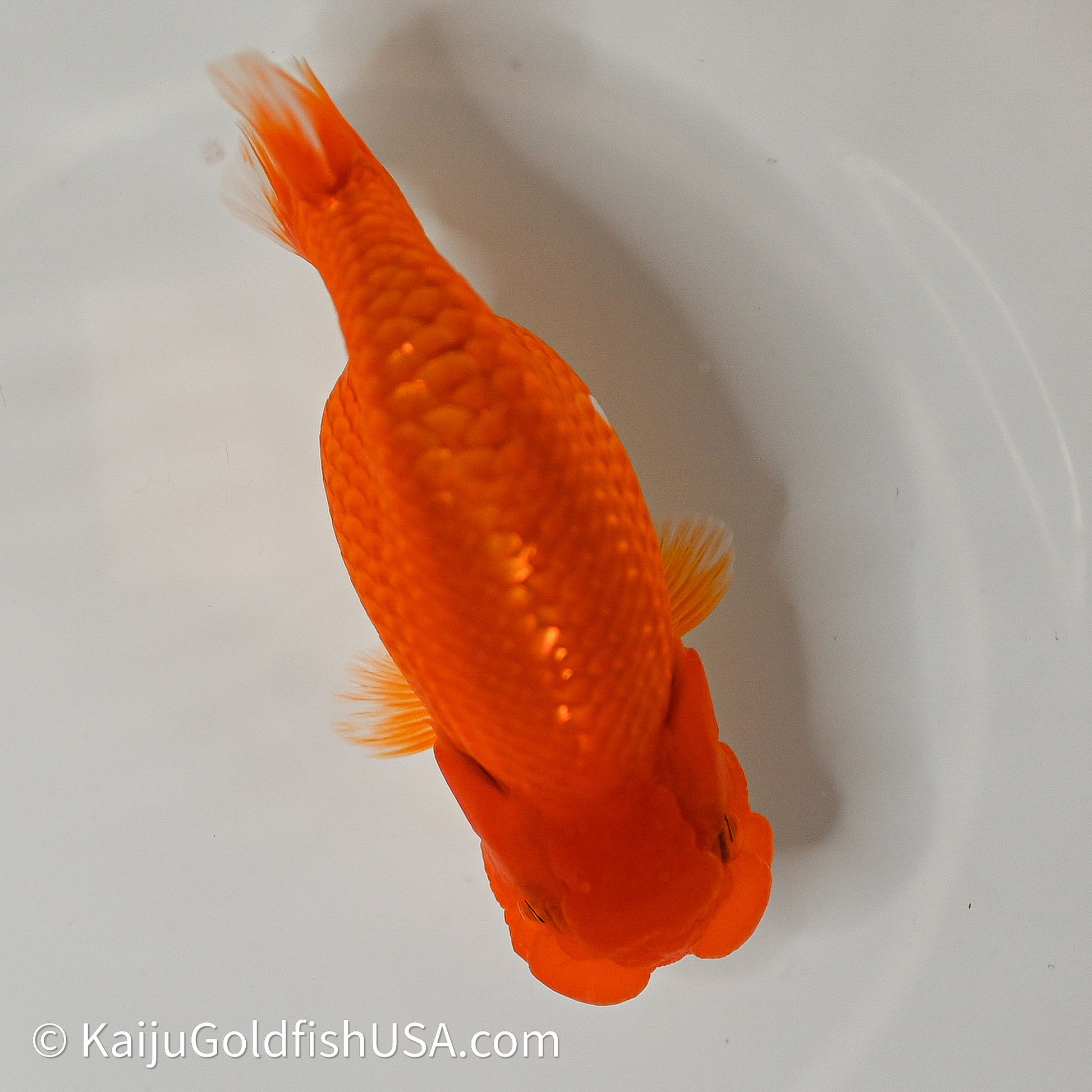 Red White Buffalo Ranchu 4in Body (240614_RC03) - Kaiju Goldfish USA
