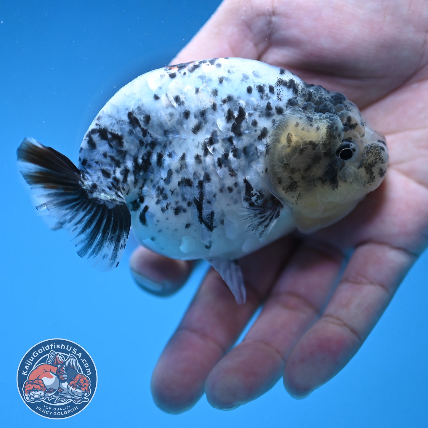 White Tiger Ranchu 3.75 inch Body (250926_RC03)