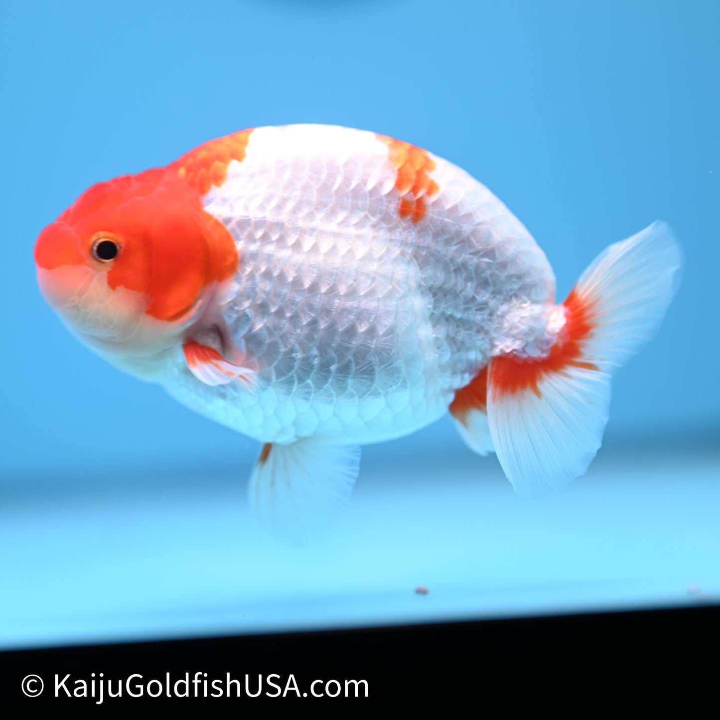 Red White Buffalo Ranchu 4in Body (240621_RC03) - Kaiju Goldfish USA