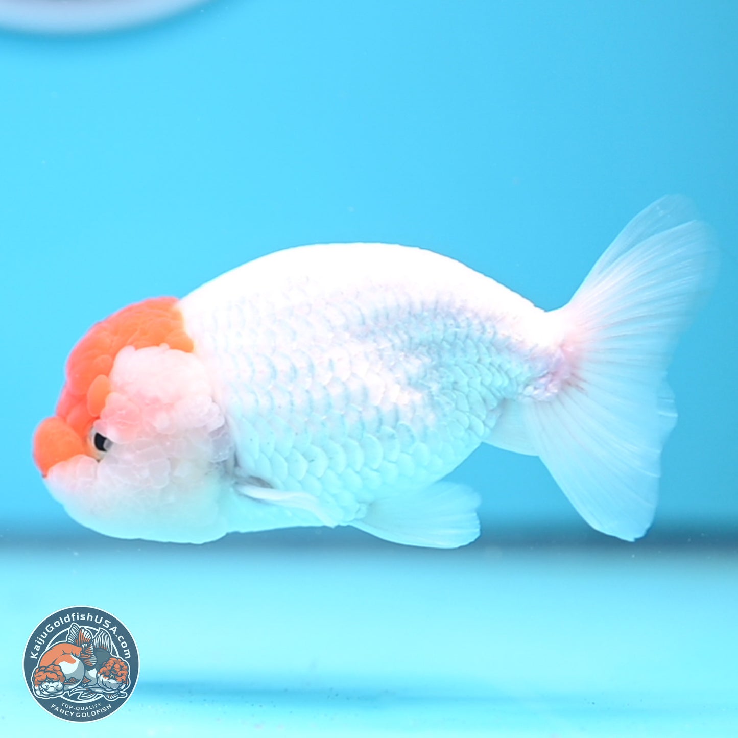 Red White Lionchu 3.75in body (240809_RC03) - Kaiju Goldfish USA